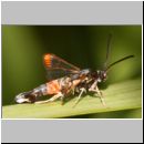 Synanthedon formicaeformis - Glasfluegler 12.jpg